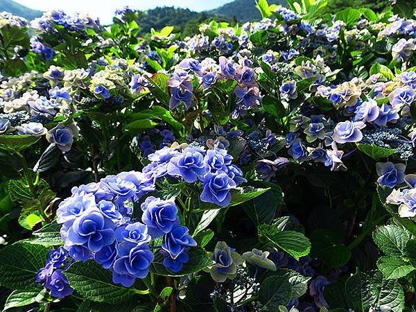 Hydrangea k1.JPG