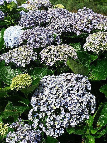 Hydrangea k6.JPG