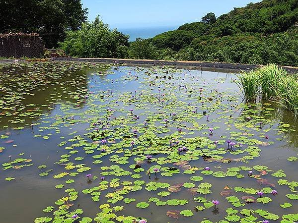 Water Lily f4.JPG