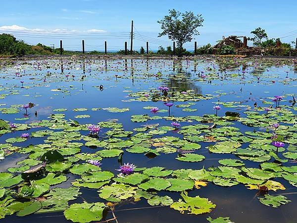 Water Lily f6.JPG