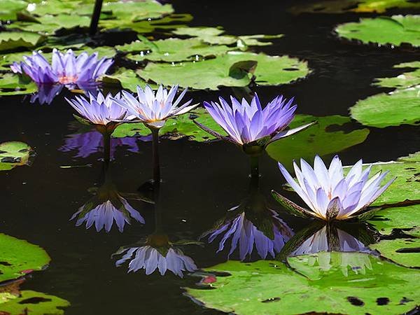 Water Lily f1.JPG