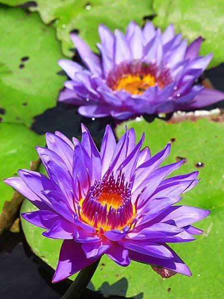 Water Lily g3.JPG