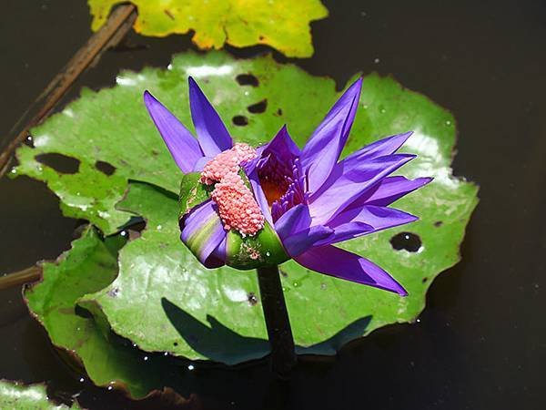 Water Lily h2.JPG