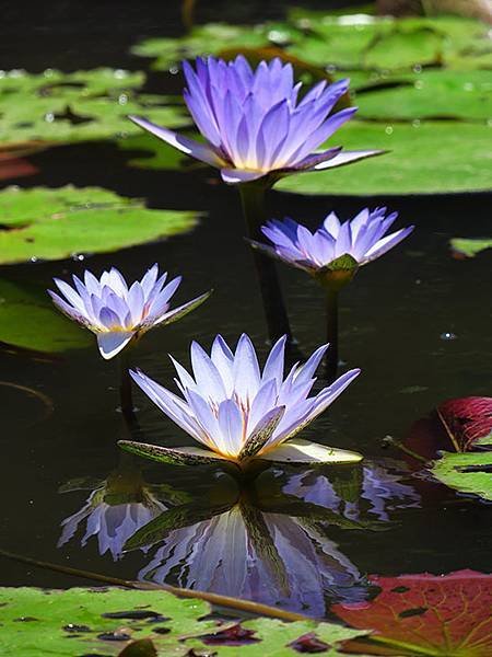 Water Lily g9.JPG