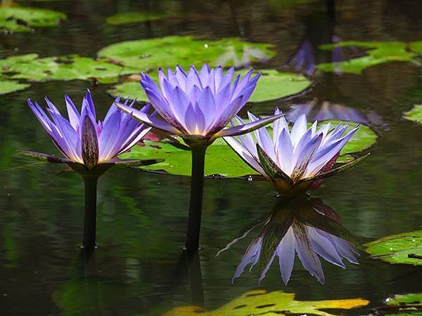 Water Lily g8.JPG