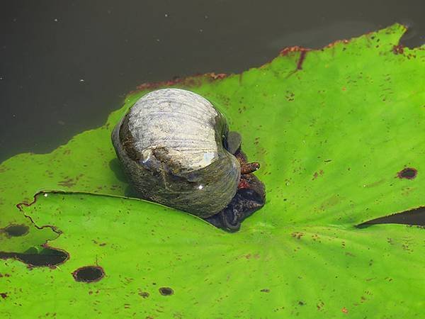 Water Lily h1.JPG