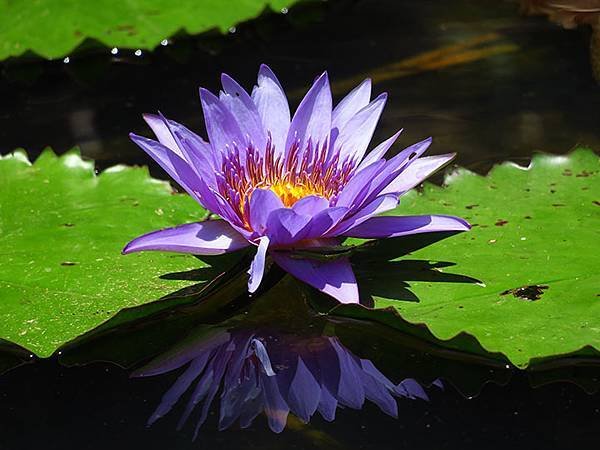 Water Lily i7.JPG