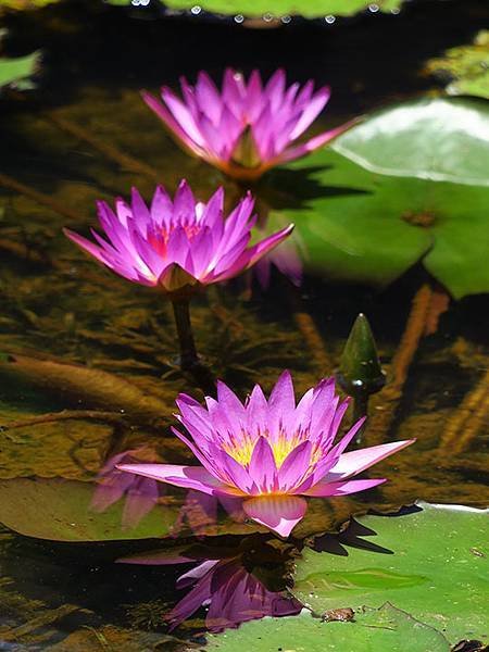 Water Lily i8.JPG