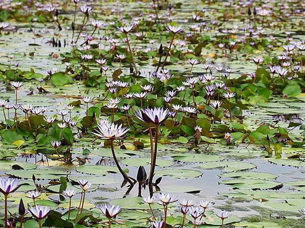 Water Lily j1.JPG