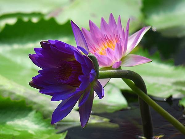 Water Lily j3.JPG