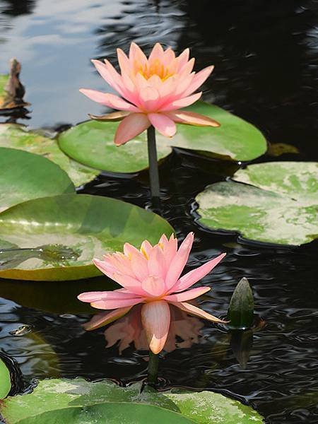 Water Lily j7.JPG