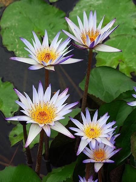 Water Lily k5.JPG