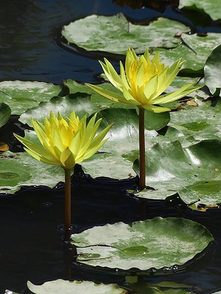 Water Lily m4.JPG