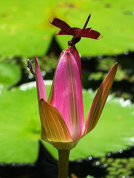 Water Lily n4.JPG