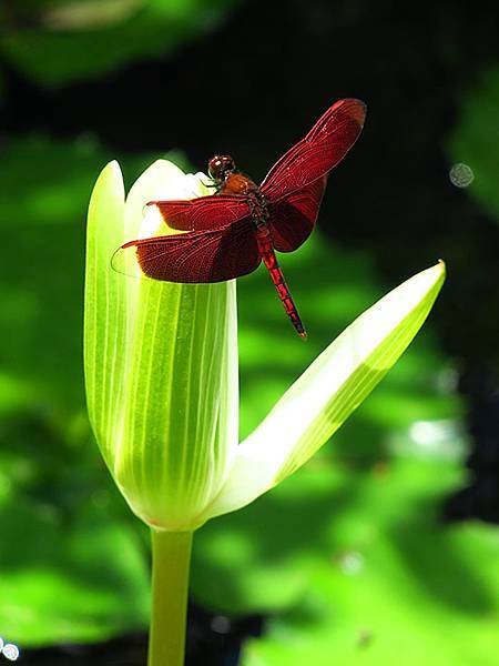 Water Lily n5.JPG