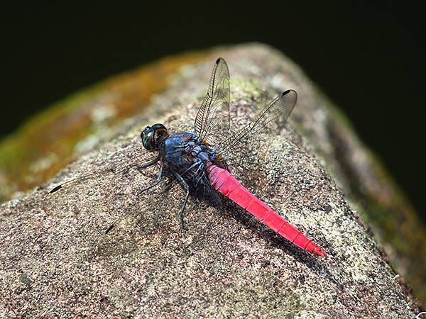 Dragonfly c17.JPG