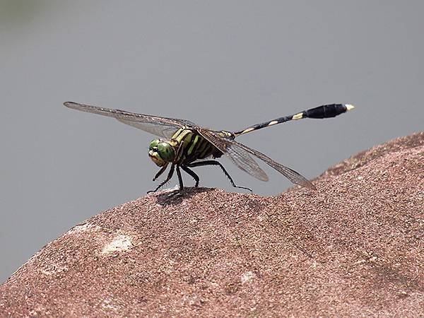 Dragonfly c16.JPG