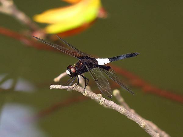 Dragonfly c24.JPG