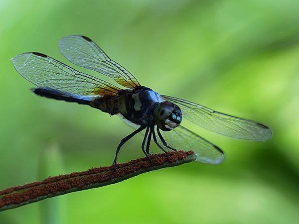 Dragonfly c30.JPG