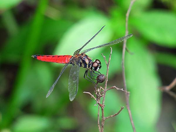 Dragonfly f8.JPG