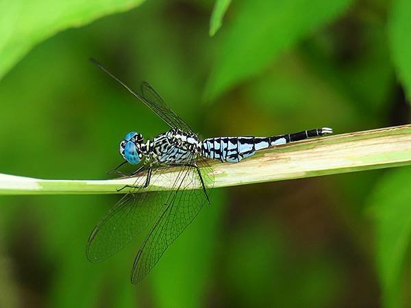 Dragonfly f17.JPG