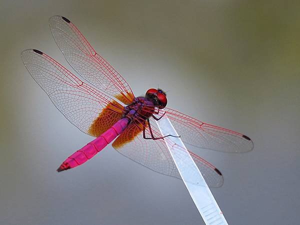 Dragonfly f25.JPG