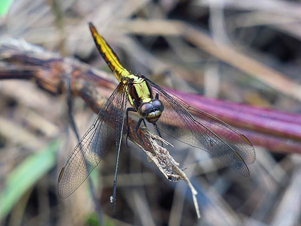 Dragonfly f32.JPG