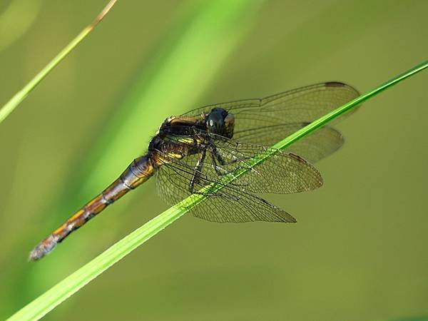 Dragonfly f30.JPG