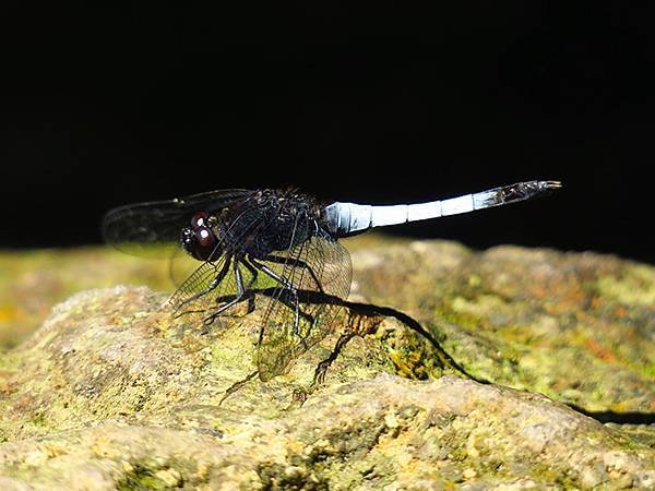 Dragonfly g10.JPG