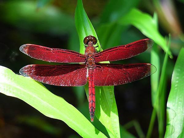 Dragonfly g16.JPG