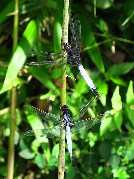 Dragonfly g15.JPG