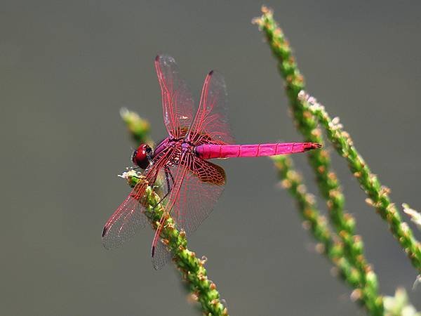 Dragonfly g18.JPG