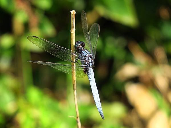 Dragonfly g13.JPG