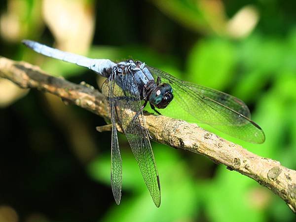 Dragonfly g14.JPG