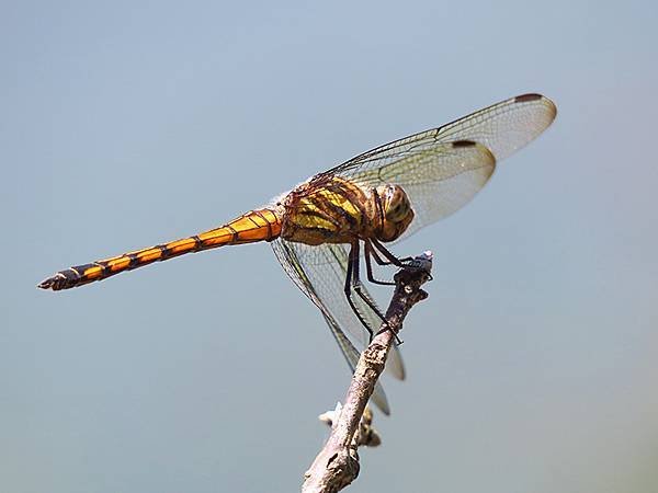 Dragonfly g30.JPG