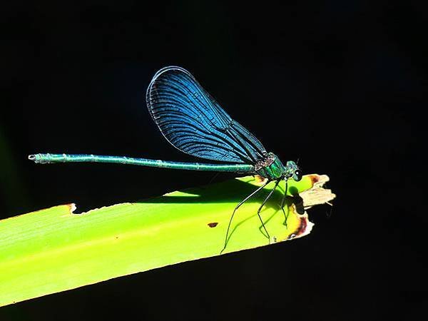 Dragonfly g34.JPG