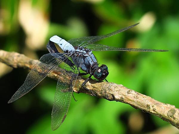 Dragonfly g14a.JPG