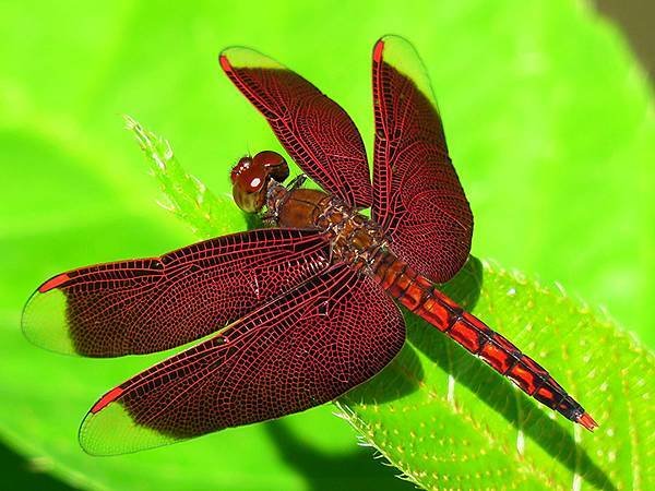 Red Percher 1.JPG