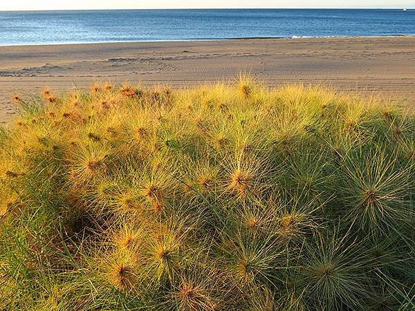 Beach a4.JPG