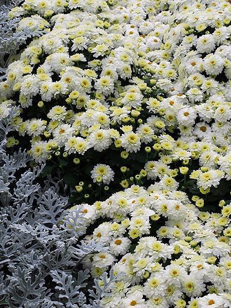 chrysanthemum d2.JPG