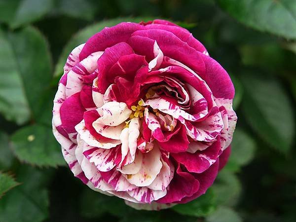 Rose a5.JPG