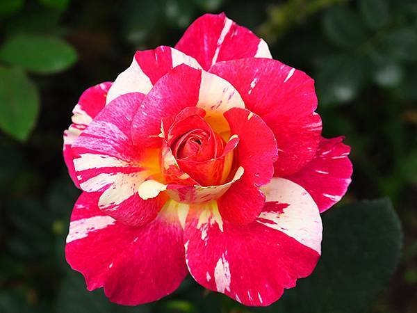 Rose a7.JPG