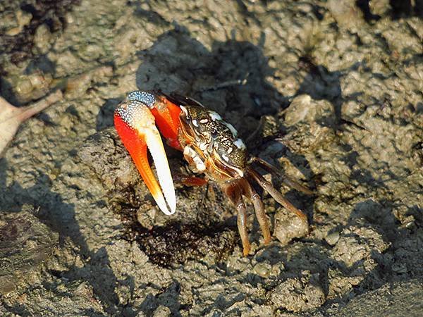 Crab f6.JPG