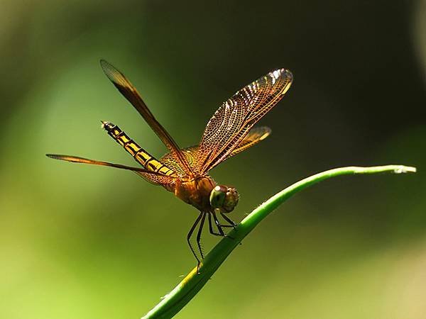 Dragonfly l1.JPG