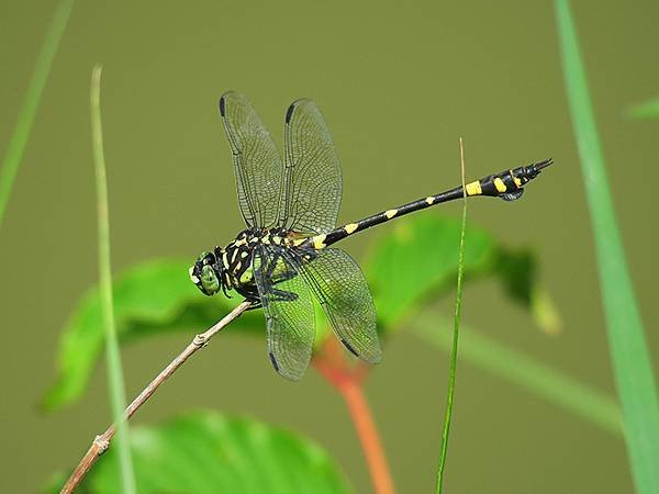 Dragonfly l15.JPG