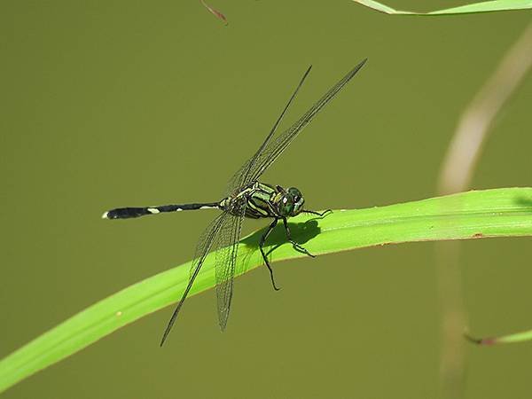 Dragonfly l19.JPG