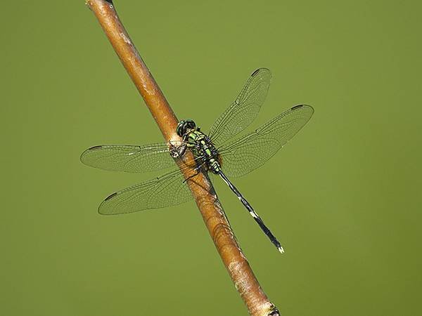 Dragonfly l20.JPG