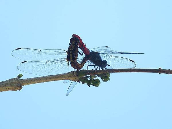 Dragonfly l18.JPG