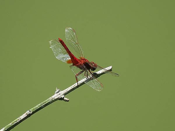 Dragonfly l23.JPG