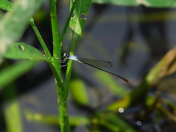 Dragonfly l31.JPG